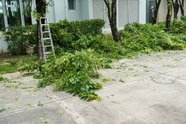 Trusted Culver City, CA Tree Service Experts